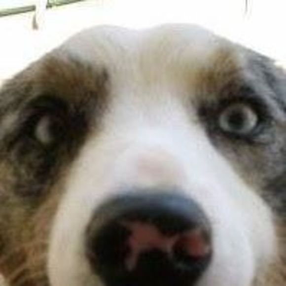 Meet your Posher, Rosa - Picture 1 of 1